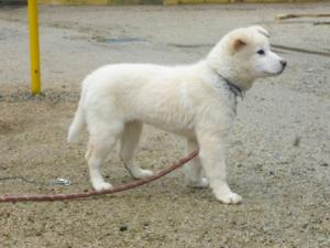 子犬もつなぐ練習中です