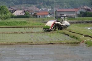 原種イネの植栽