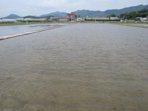 代掻き後の田　遠くにセンターの建物が見える