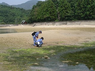 カニの生息分布調査