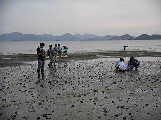 干潟の調査風景