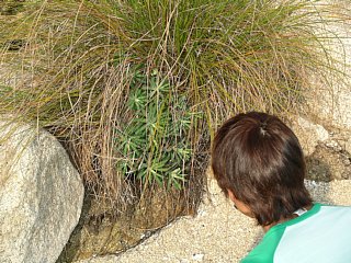 海浜植物の調査