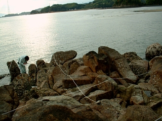 冬は海藻だらけの写真