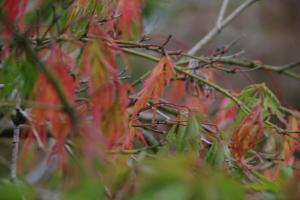 青枝垂れ紅葉