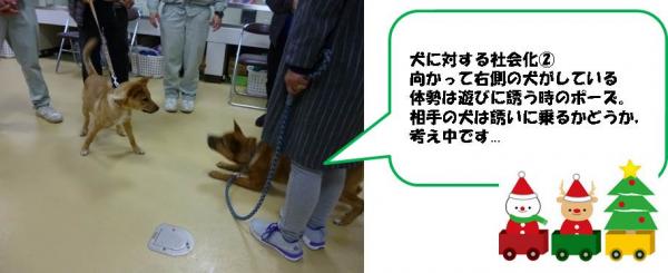 犬の社会化様子写真２