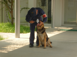 警察犬