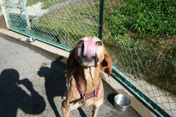 鼻をなめる猟犬