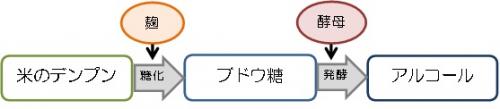 清酒の糖化・発酵過程