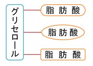 トリアシルグリセロールの模式図