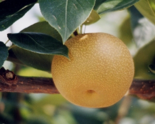 ナシ「愛甘水」の写真