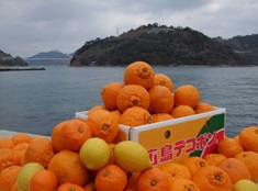 감귤류의 이미지