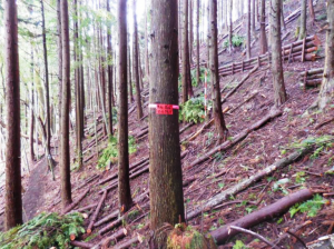 里山防災林　広島市