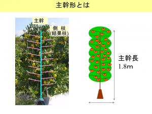 主幹形の説明