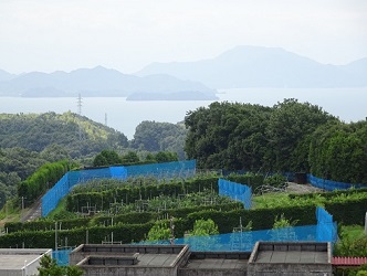 カンキツ圃場