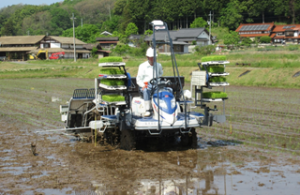 可変施肥機での田植え