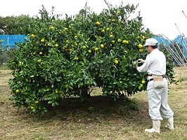 ①温州ミカンの果実肥大調査