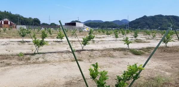 ポッカサッポロレモン栽培地