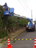 ②高所作業車での刈り込み（遠景）