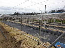 ②定植されたモモ大苗