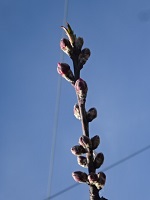 ①「さくひめ」の花蕾の膨らみ