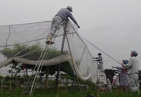 (1)モモ園での展張作業