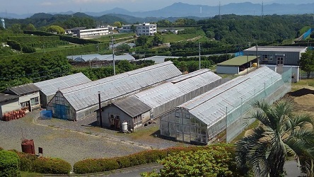 (1)うっすらと白く変色したガラス室の屋根