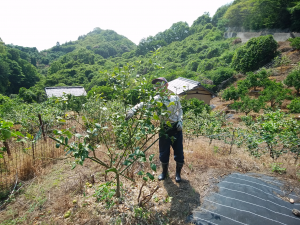 摘花作業中の岡本さん