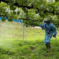 ②ブドウへの薬剤散布の様子