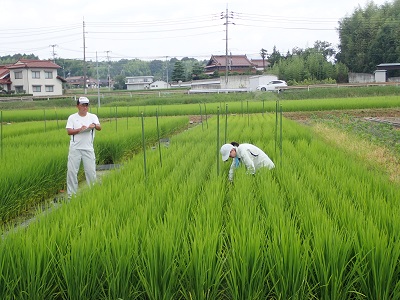 作業の様子