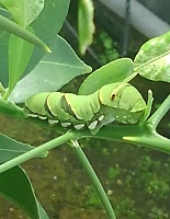 ③ナミアゲハ終齢幼虫