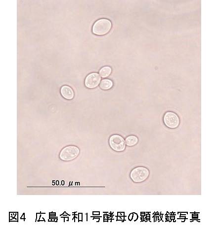 図４顕微鏡写真