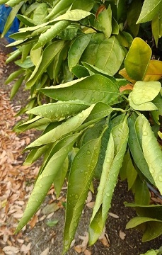 ミカン樹の葉巻症状