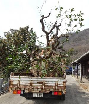 トラックへの八朔母樹積込