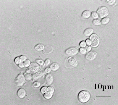 酵母の写真