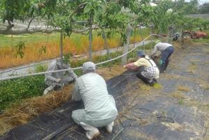 モモ畝上の除草と敷き藁追加