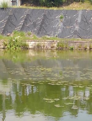 遠景　貯水池に生え始めた菱