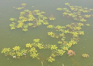 近景　貯水池に生え始めた菱