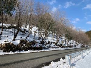 道路沿いの里山林整備　整備後