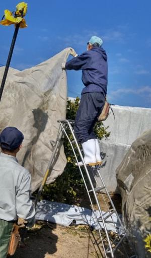 ①寒冷紗被覆中