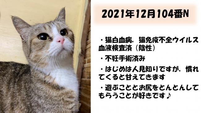 譲渡猫