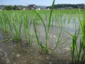 播種後40日　6月21日