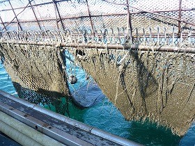 写真3枚目（桁や網に付着する泥や貝の足糸）