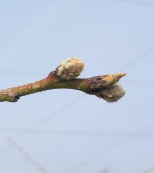 ①モモ「さくひめ」の１年枝先端の葉芽