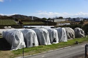 寒冷紗除去前のカンキツ樹