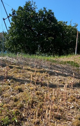 ミカン園の法面に生えた土筆