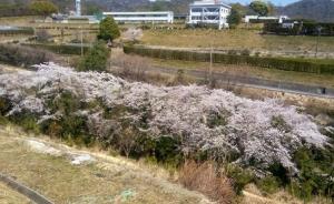 果樹研究部にある谷川沿いの桜並木