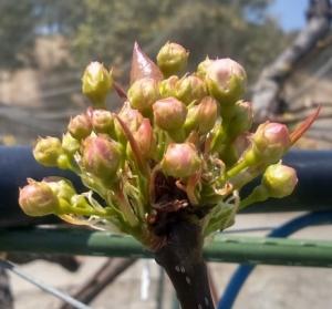 ナシ「豊水」の花蕾