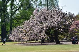 びんごの八重桜（イチヨウ）の将来の想像写真