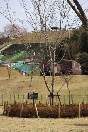 びんご　八重桜（イチヨウ）の現在の写真