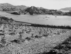 柑橘支場柑橘定植後の風景